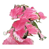 Caladium Thai Beauty Angel