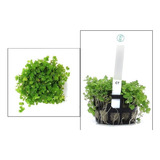 Callitriche Sp Planta Carpete Chácara Takeyoshi