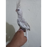 Calopsita Mansa  