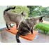 Cama De Janela Para Gatos Pet Suspensa Super Luxo Petlon Cor Laranja