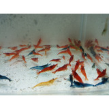 Camarao Neocaridina 45und Grade