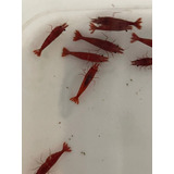 Camarao Neocaridina Cereja Kit