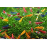Camarao Neocaridina Mix 15