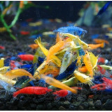 Camarao Neocaridina Mix Grade