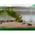 Camarão Neocaridina Selvagem Kit Com 12  Brinde