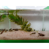Camarão Neocaridina Selvagem Kit Com 12  Brinde