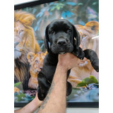 Cane Corso Italiano Com
