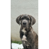 Cane Corso Italiano Femea