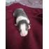 Canilmilkborder Filhote Pedigree Cbkc