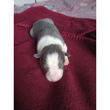 Canilmilkborder Filhote Pedigree Cbkc