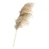 Capim Dos Pampas 5 Hastes Blogueira Plumas Fotos Instagram  