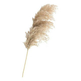 Capim Dos Pampas 5