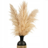 Capim Dos Pampas 5