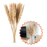 Capim Dos Pampas Decoracao
