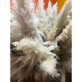 Capim Dos Pampas Para Decoração  10 Hastes 