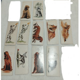 Cards Chocolate Surpresa Caes