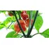 Carolina Reaper In Natura 1 2 Kilo Originais Entrega Imeda