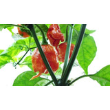 Carolina Reaper In Natura