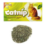 Cat Nip Catnip Erva