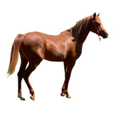 Cavalo Arabe Raca Pura
