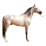 Cavalo Mangalarga Machador Registrado Campeão Marcha