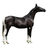 Cavalo Potro Mangalarga Homozigoto