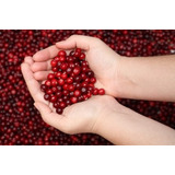 Cereja Americana Cranberry 
