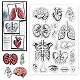 Chgcraft Carimbo Transparente Para órgãos Do Corpo Humano, Selos, Selos, Selos De Silicone Para álbum De Fotos Faça Você Mesmo, álbuns De Fotos Decorativos, Formas Mistas, 6,3 X 11 X 0,3 Cm