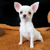 Chihuahua Chiuaua De Pelo