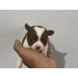 Chihuahua Femea Pelo Curto