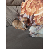 Chihuahua Femea Pelo Curto
