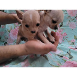 Chihuahua Femea Pelo Longo