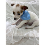 Chihuahua Lindos Filhotes Machos