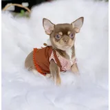 Chihuahua Macho Pelo Curto