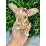 Chihuahua Micro Filhotes 