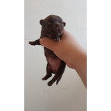 Chihuahua Pelo Longo Bonitinhos Filhotes Disponível