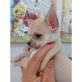 Chihuahuas Machos  