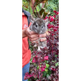 Chinchilas Cinza  