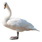 Cisne Branco Casais Ornamentais