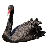 Cisne Negro Ornamental Casais
