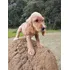 Cocker Spaniel Inglês Filhotes