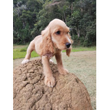 Cocker Spaniel Ingles Filhotes
