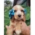 Cocker Spaniel Inglês Filhotes