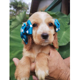 Cocker Spaniel Ingles Filhotes
