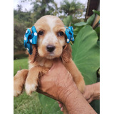 Cocker Spaniel Ingles Lindos