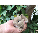 Coelho Anao Netherland Dwarf