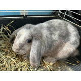 Coelho Femea Mini Lop