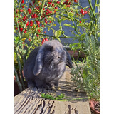 Coelho Mini Lop ( Raça Uruguaia)