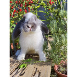 Coelho Mini Lop 