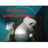 Coelho Mini Lop 